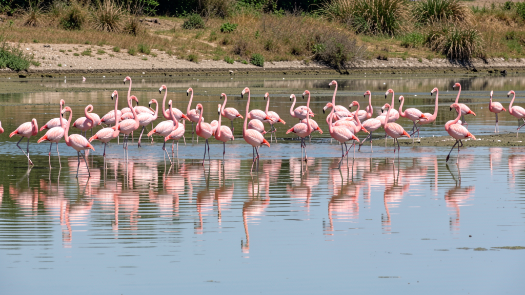 Pink flamingos in lake